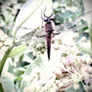 Meet your Posher, Roxanne